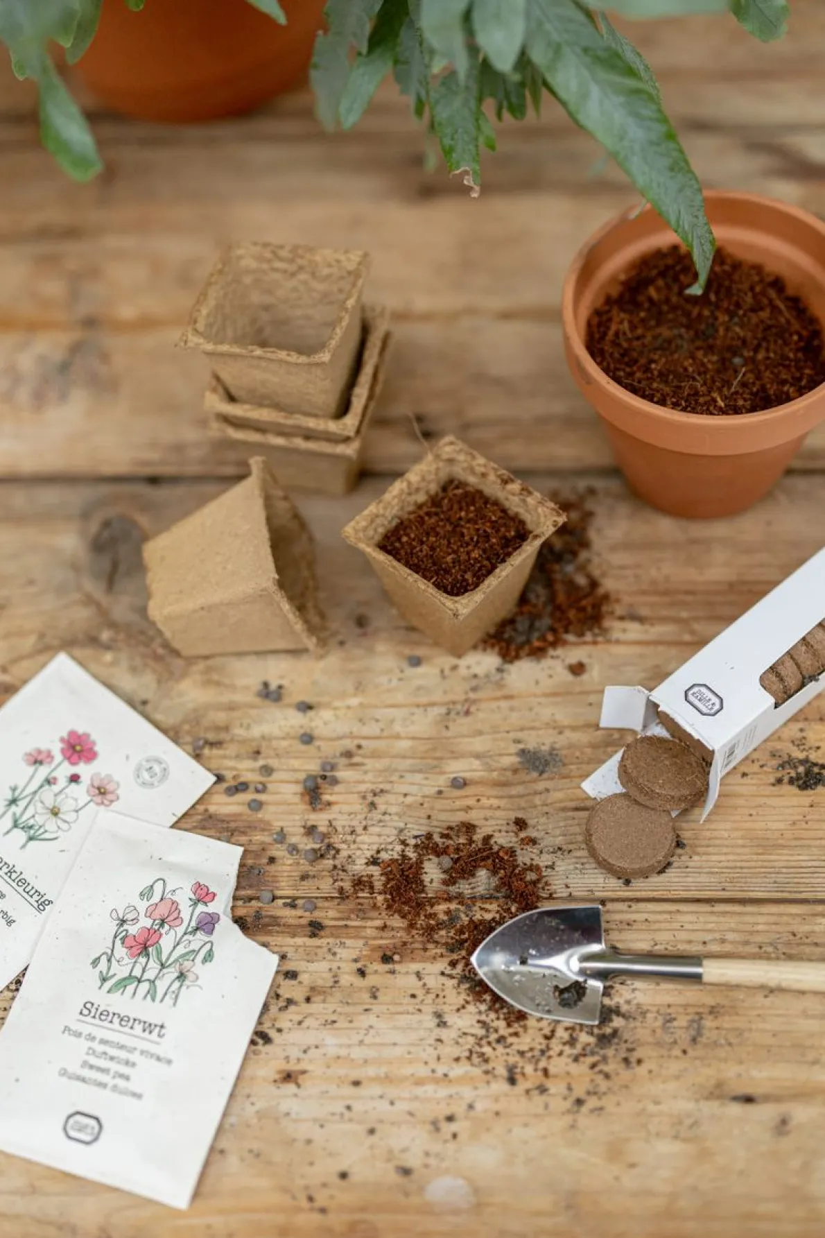 Bloemzaden, biologisch, Siererwt Lathyrus, 2 g