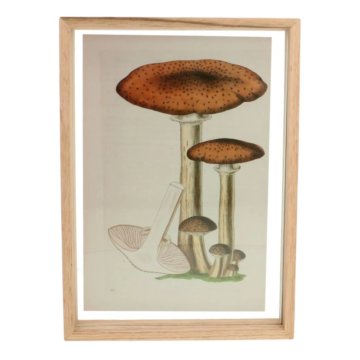 Fotolijst, eikenhout, 21 x 30 cm