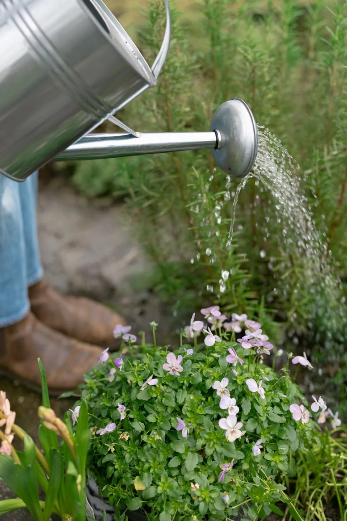 Gieter, zink, 5 liter