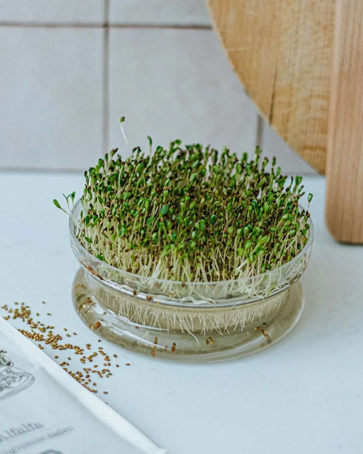 Kiemgroente, biologisch, broccolikers, 25 g